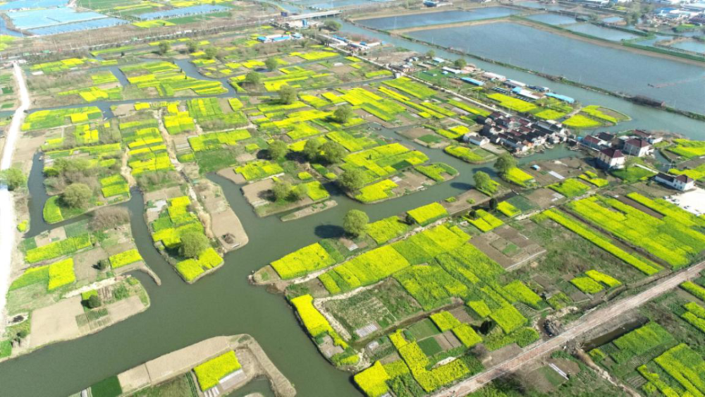 点头微风吹来垎岸已是金黄一片在华港镇溪东村沉淀在一份淡淡的香气中