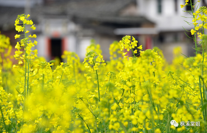 枫溪 风情摇曳的花朝节 腾讯新闻