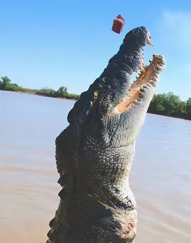 传奇巨鳄古斯塔夫传闻伤害300多人子弹打不伤至今下落成谜