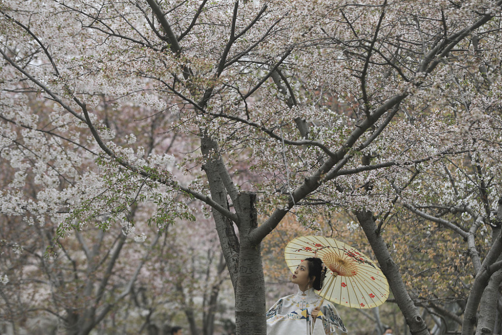 杨颖樱花树下的照片图片