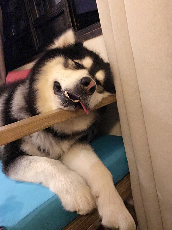 二狗子讲狗该不该让狗狗舔你的脸