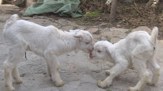 龙口超级羊妈产下五胞胎!全部成活|史桂芝|龙口|芦头镇|庵夼村|山羊