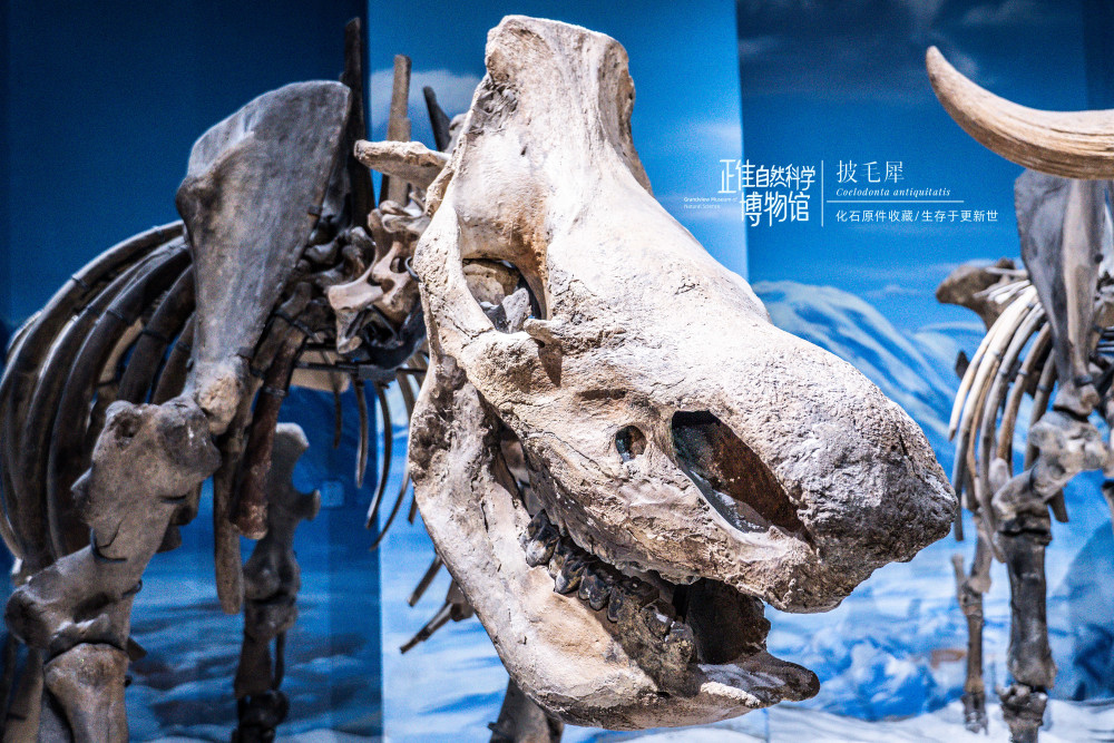 主要成分的犀牛角极难被保存下来,但是从披毛犀骨架化石中的头骨来看