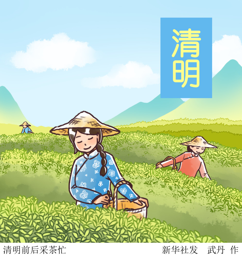 图表插画二十四节气清明清明前后采茶忙