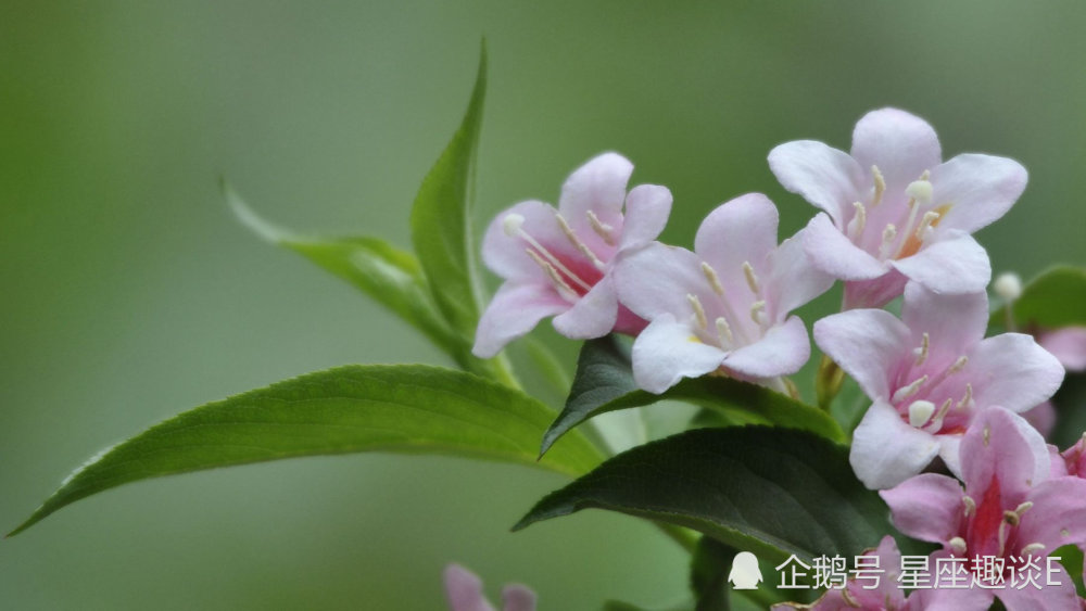 4月4日星座运势 谋有所成 得偿所愿的四大星座 腾讯新闻