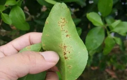 柑橘红蜘蛛生物控制(柑橘红蜘蛛生物控制技术)