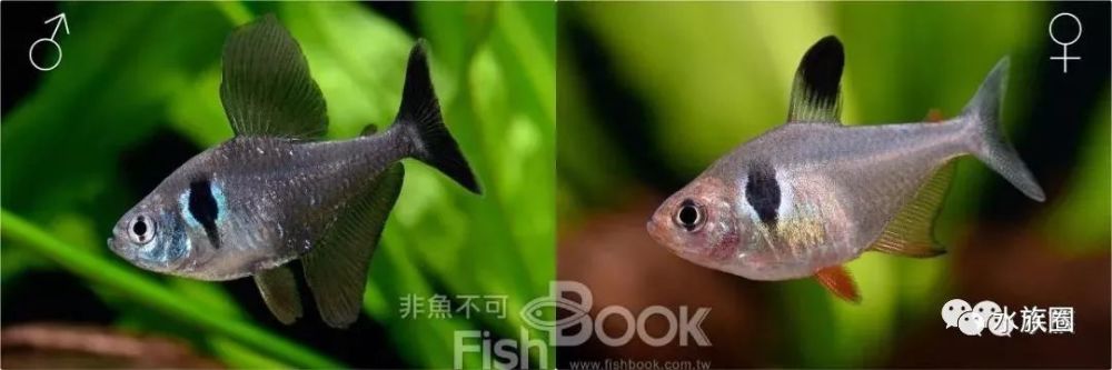 印加鹦鹉短鲷繁殖方法_短鲷怎么繁殖_好繁殖的短鲷