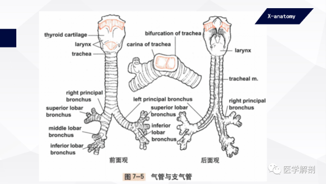 人體解剖學:呼吸器|氣管與支氣管