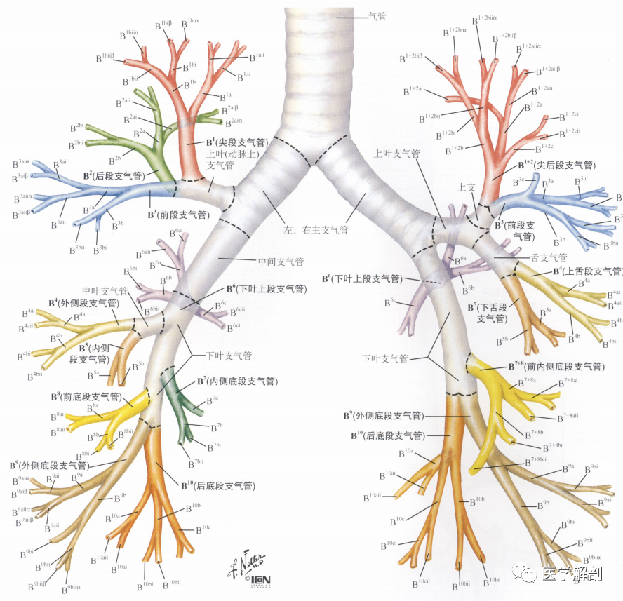 人體解剖學:呼吸器|氣管與支氣管_騰訊新聞