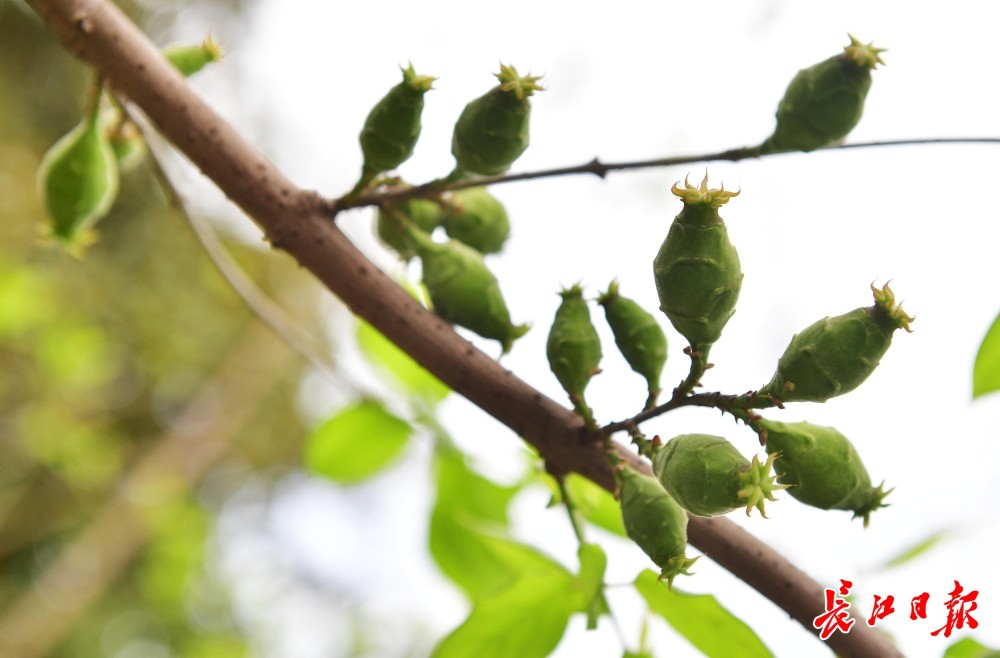 早春盛放的花悄悄长出了果实丨图集