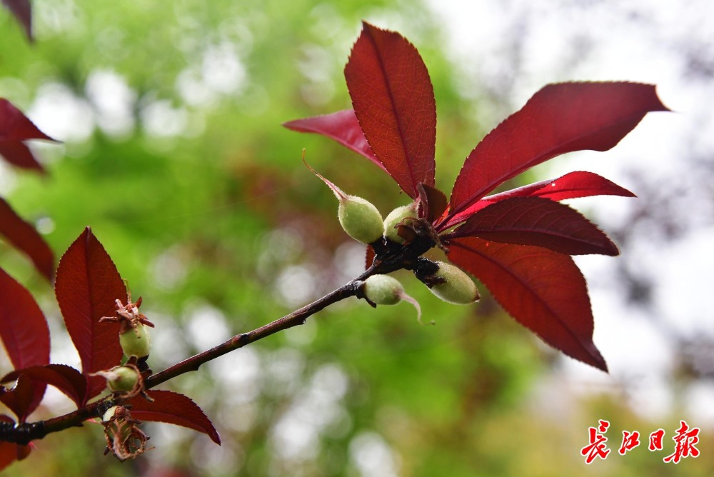 张公堤绿道的红叶碧桃结出了小桃子.【编辑:张玲】