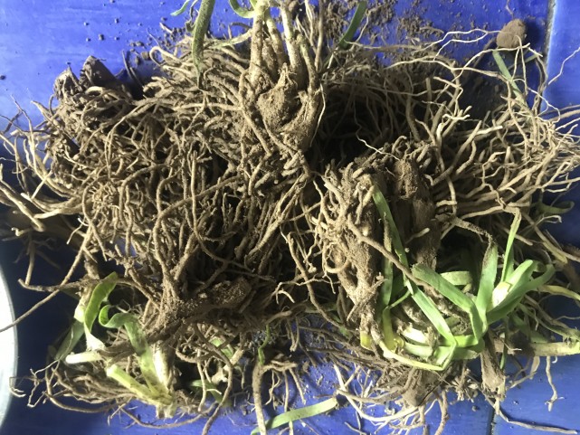 老韭菜挖出翻种