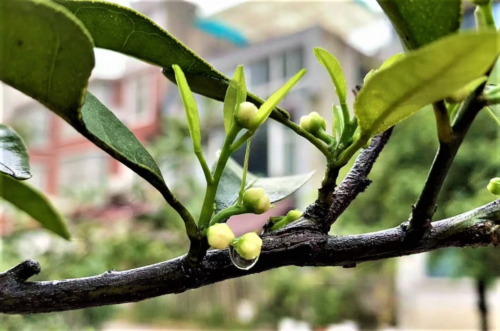 四月人間芳菲天,旅途中那些綠意盎然的春色