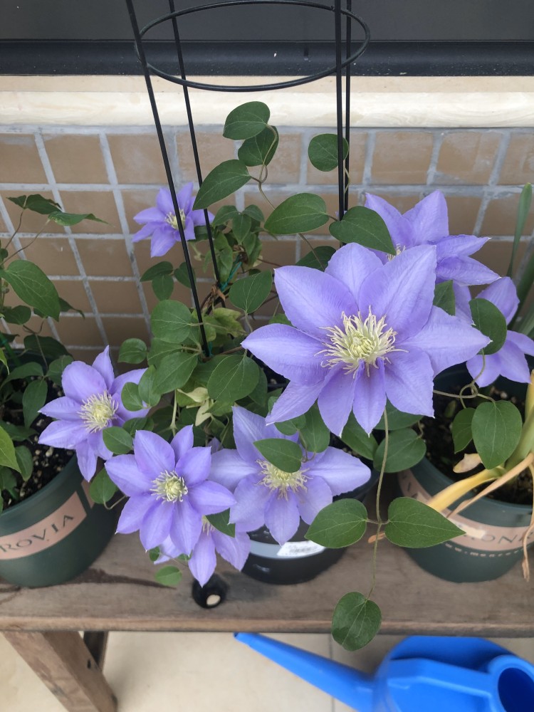 打造阳台花园,这款铁线莲很适合,植株矮小,花量巨大,多季开花