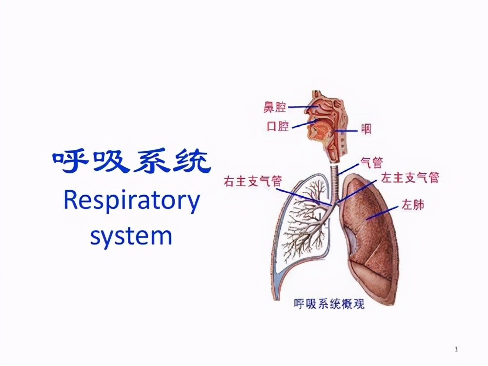 迴歸熱型結節性非化膿性脂膜炎,治療可以採取去除誘