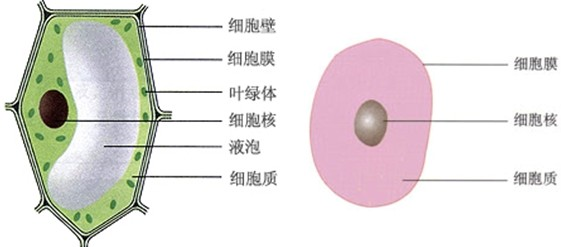 富平中学8位生物老师,带你识春花!