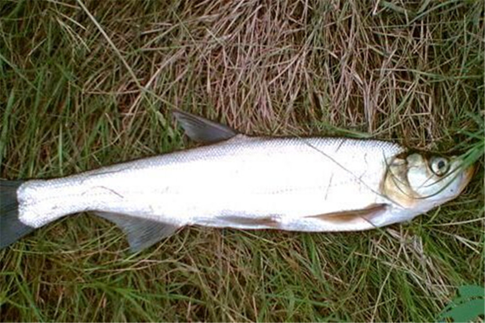 米级翘嘴的懒人钓法没钓过大翘嘴试试民间这些土方法