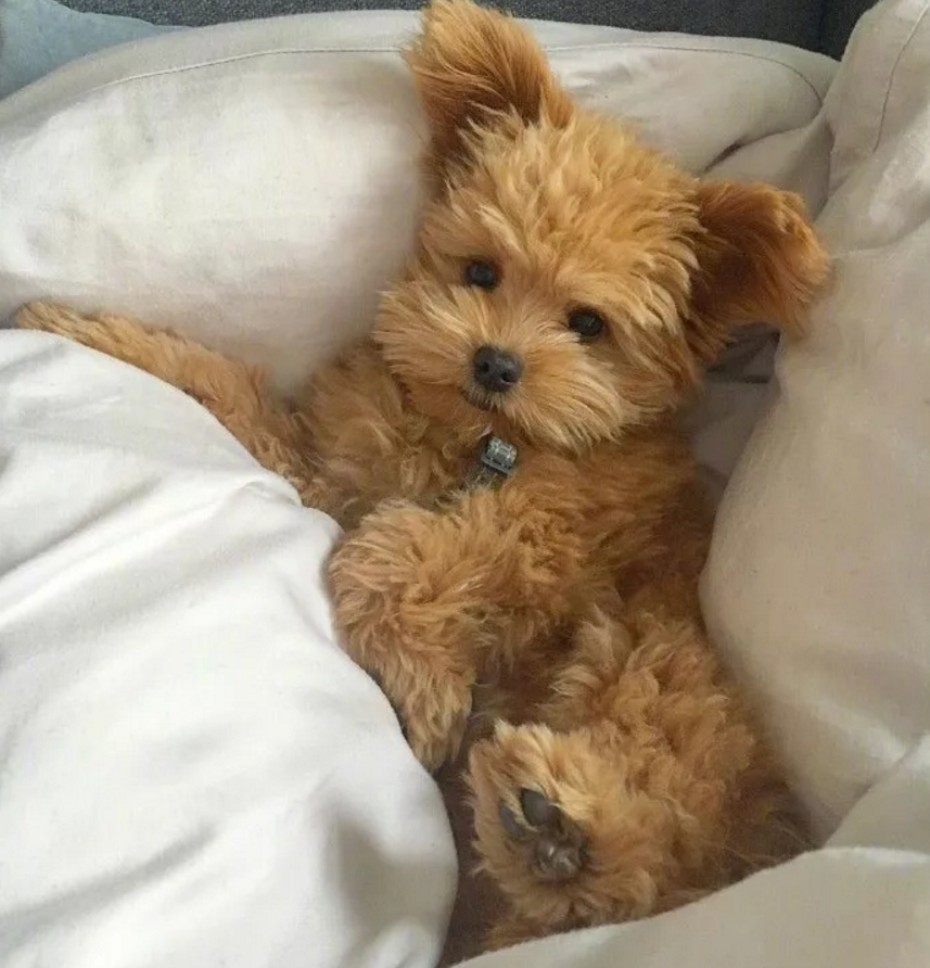 泰迪因嗓门大被遗弃兽医领养一年后拥有了50多万粉丝