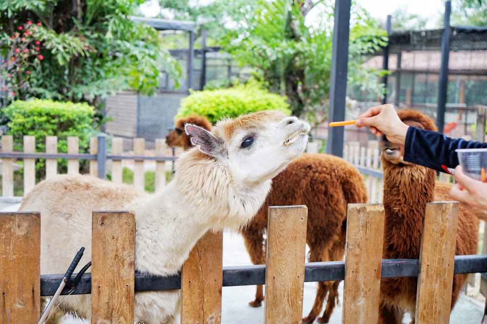 小长假来东莞隐贤山庄打卡国潮盛宴玩转主题乐园投喂小动物