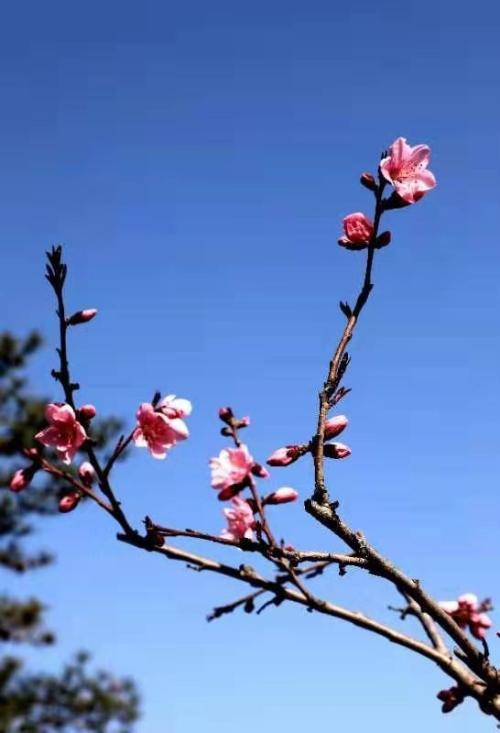 富平梅园春色观不尽红云铺盖万千株