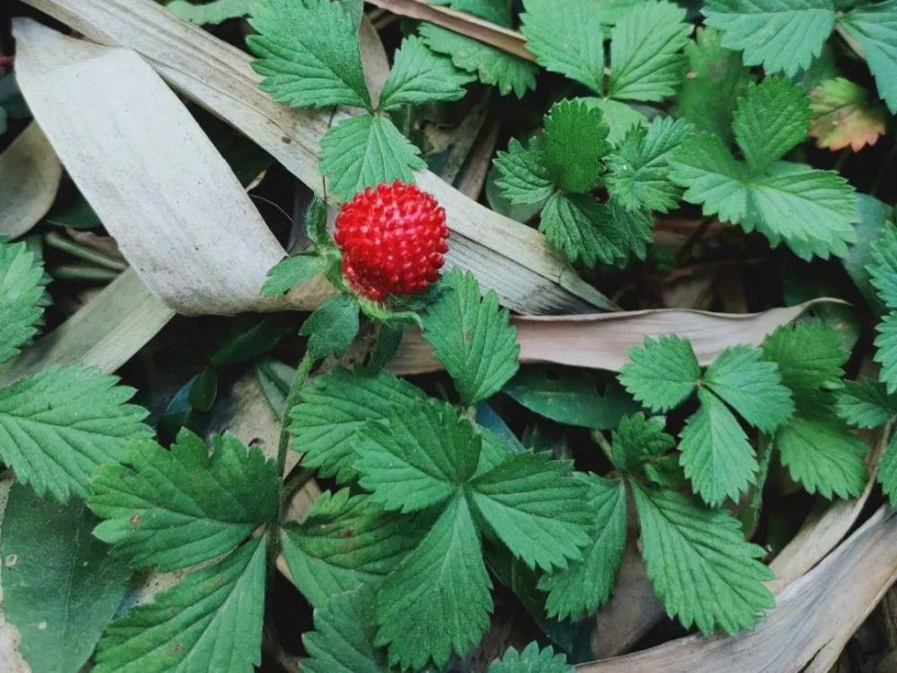 种有毒花 看见绕道儿走 千万别乱摸 腾讯新闻