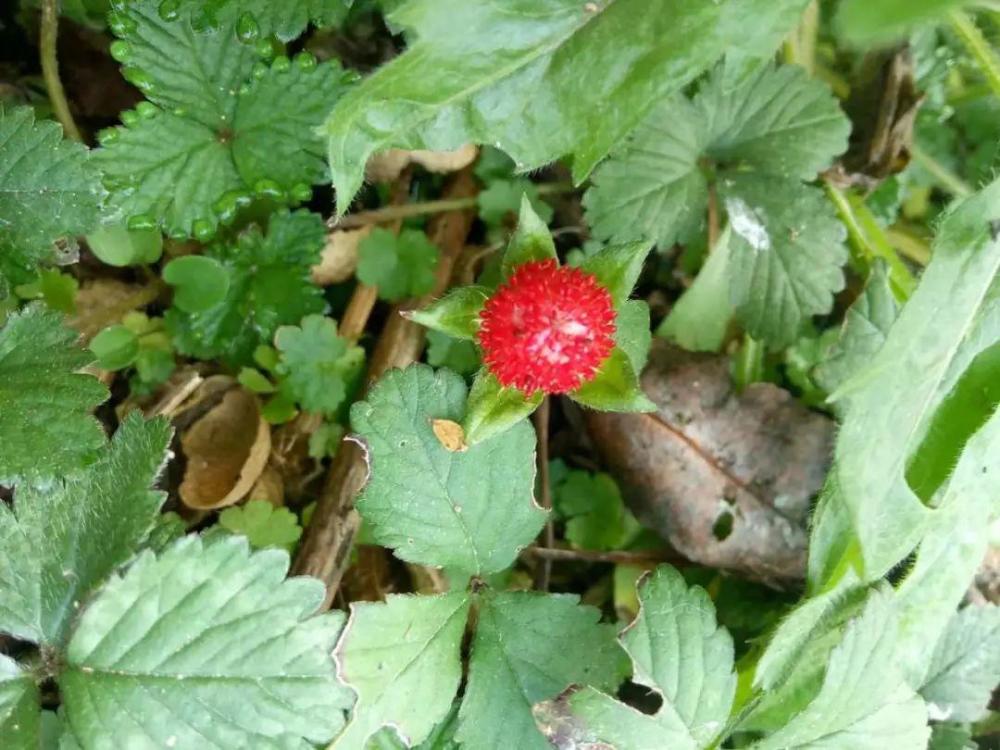 种有毒花 看见绕道儿走 千万别乱摸 腾讯新闻