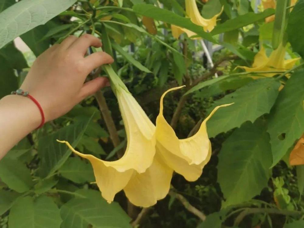种有毒花 看见绕道儿走 千万别乱摸 腾讯新闻