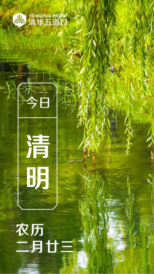今日清明气清景明杨柳寄思