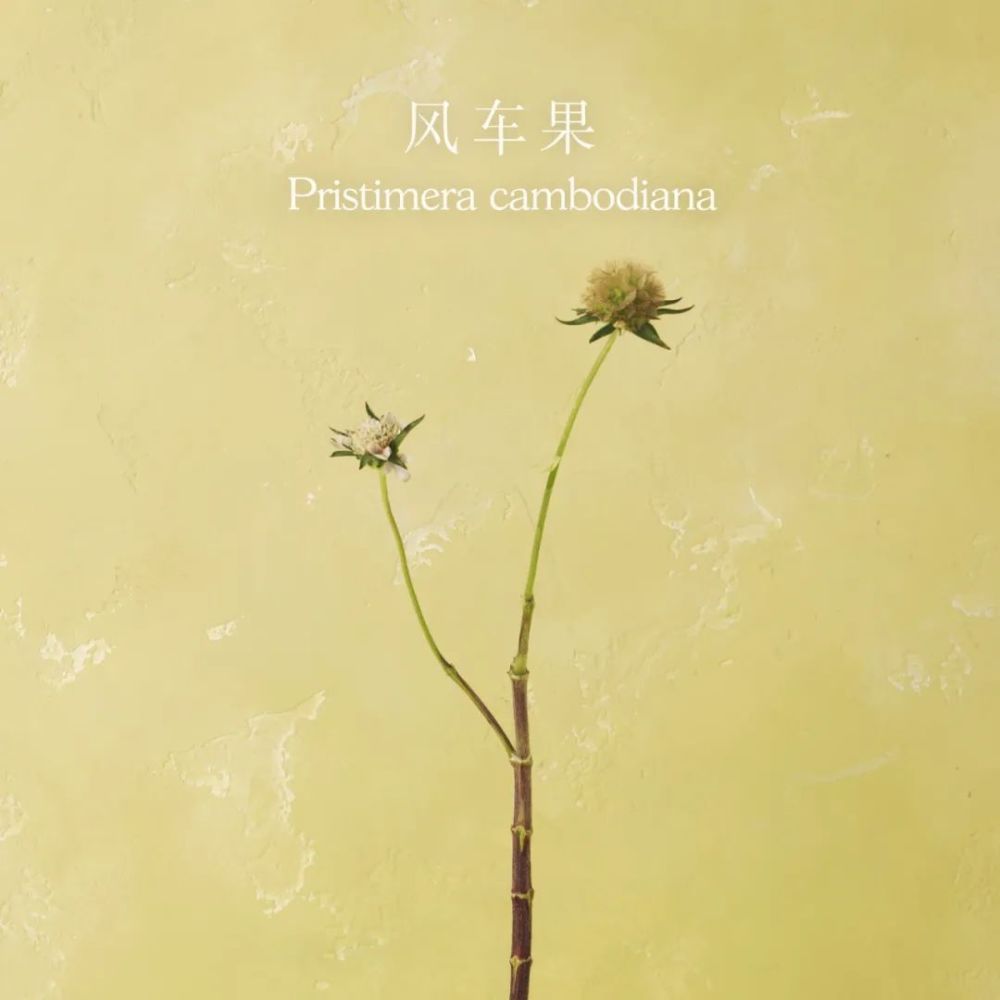 送你一朵小白花 代表无尽的思念 腾讯新闻