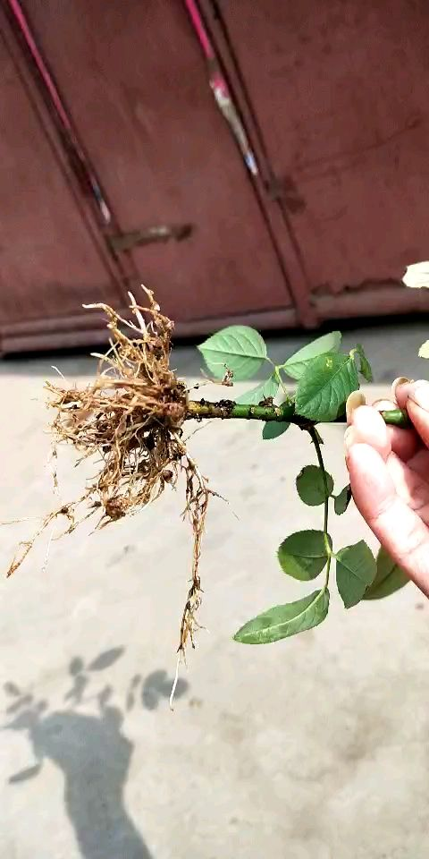 养花首先要养根,根系长得好,植物才长得更壮