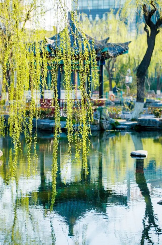 风俗清明是处插垂杨