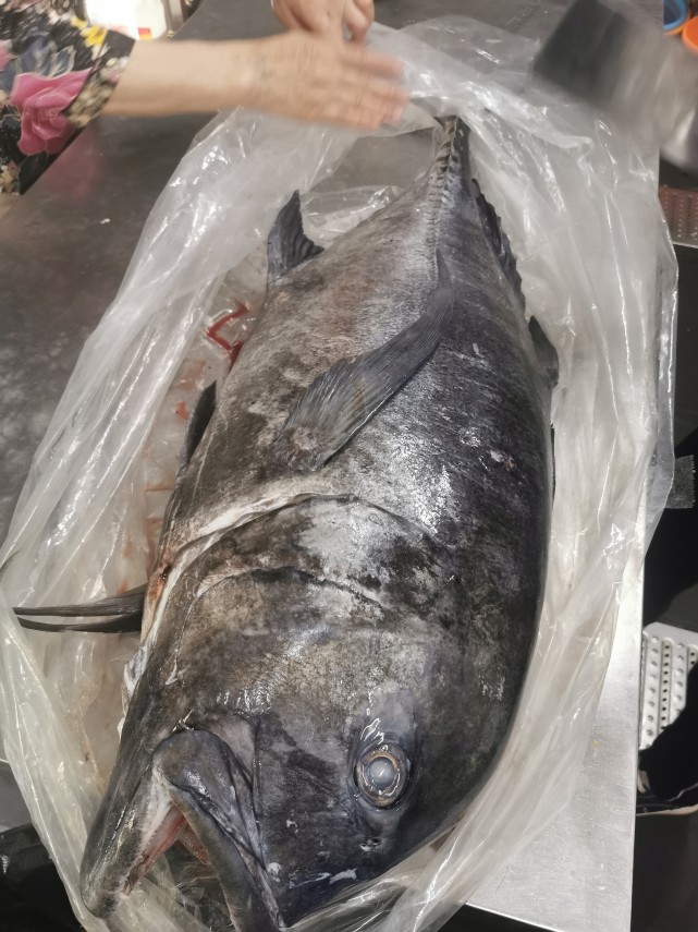 祖国最南端钓回来的大鱼