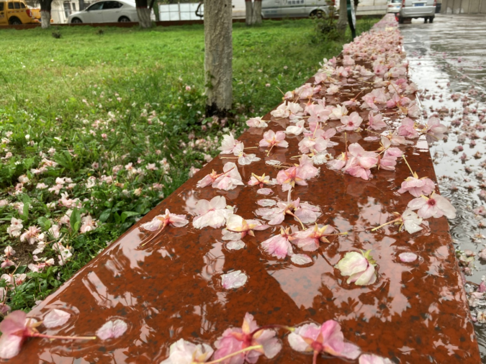 张选民|春风化雨百花残