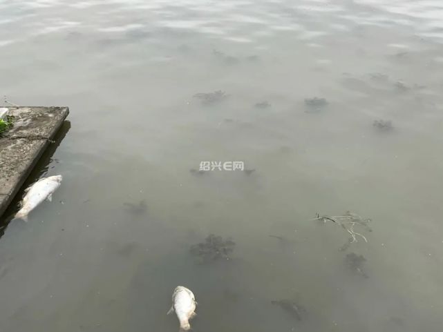绍兴 迪荡湖的水臭了 浑水 死鱼 水草