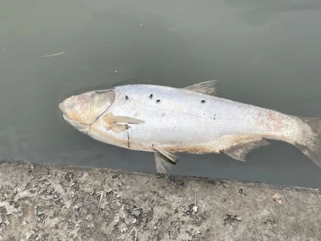 绍兴 迪荡湖的水臭了 浑水 死鱼 水草