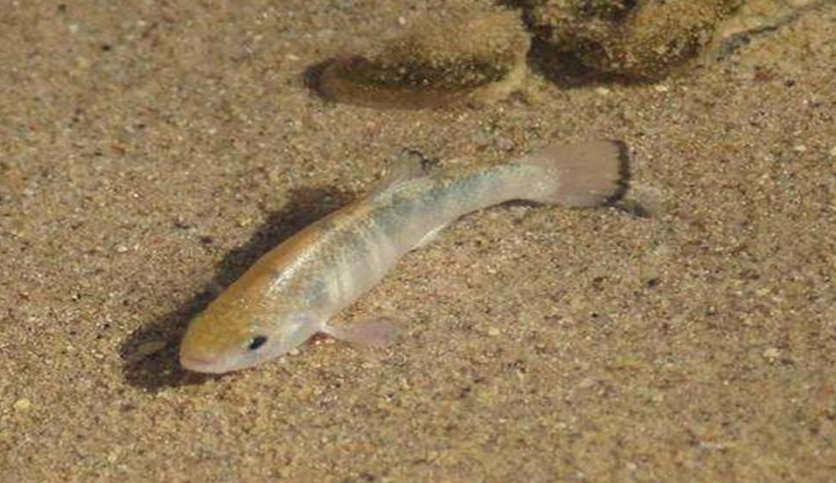 沙漠魚作為地球上生命力最頑強生物之一,在惡劣環境下生活這麼多年