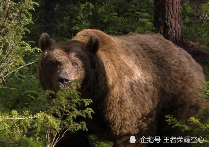 提摩西可完全不是说说而已,连续13个夏天,他都回到阿拉斯加公园来露营