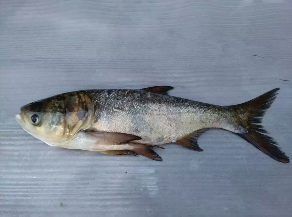 胖头鱼就是花鲢只要符合这几个特征很容易就能分清楚