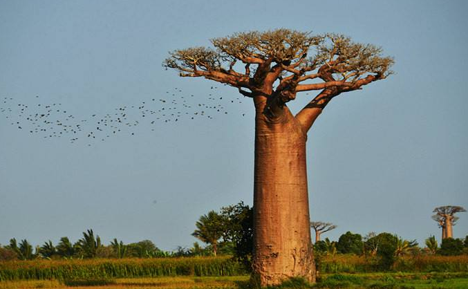 非洲人连饭都吃不上,为何不去种地?专家:看看地上长的什么