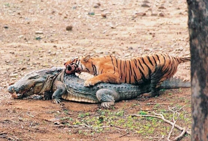 老虎女王"玛琪莉",曾击杀3.7米巨鳄,死后印度为其举办盛大葬礼