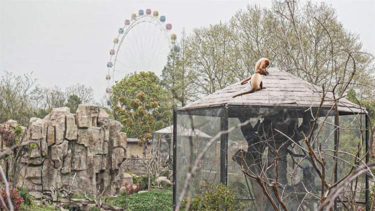 第一个中国生红吼猴宝宝迎客了 来上野踏青吧 腾讯新闻