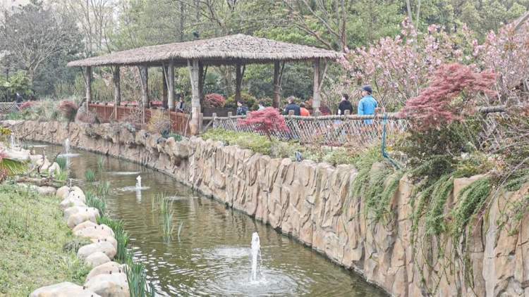 第一个中国生红吼猴宝宝迎客了 来上野踏青吧 腾讯新闻