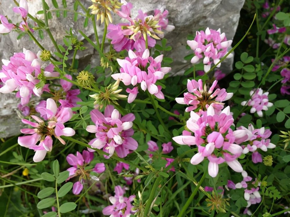 小冠花最喜好温暖湿润的气候,只要一有机会就会潜伏似的蔓叶散枝,在