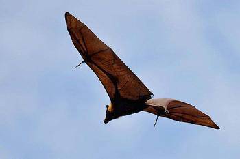 濒临灭绝的巨型蝙蝠长相虽然可怕但它不吸血只吃水果