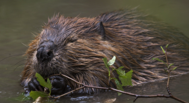 认为这种奇形怪石结构应该是远古时期的河狸挖出的洞穴,因为在这种