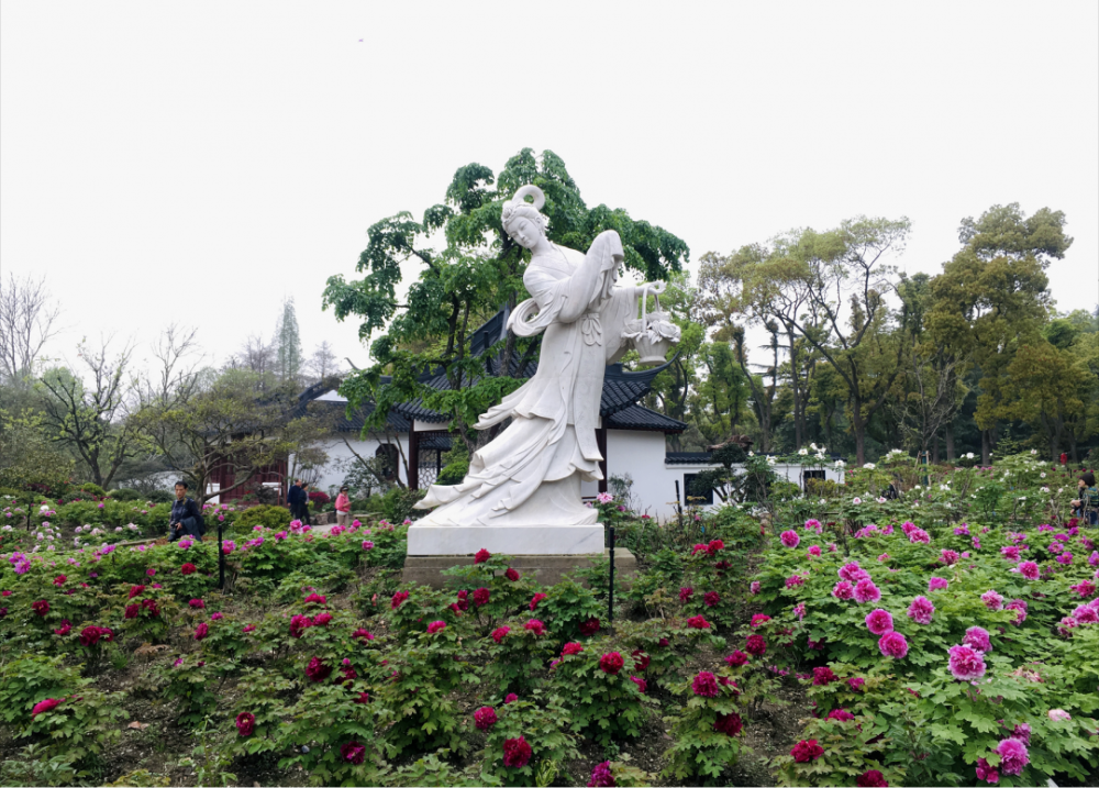上海這8個(gè)公園可賞牡丹！