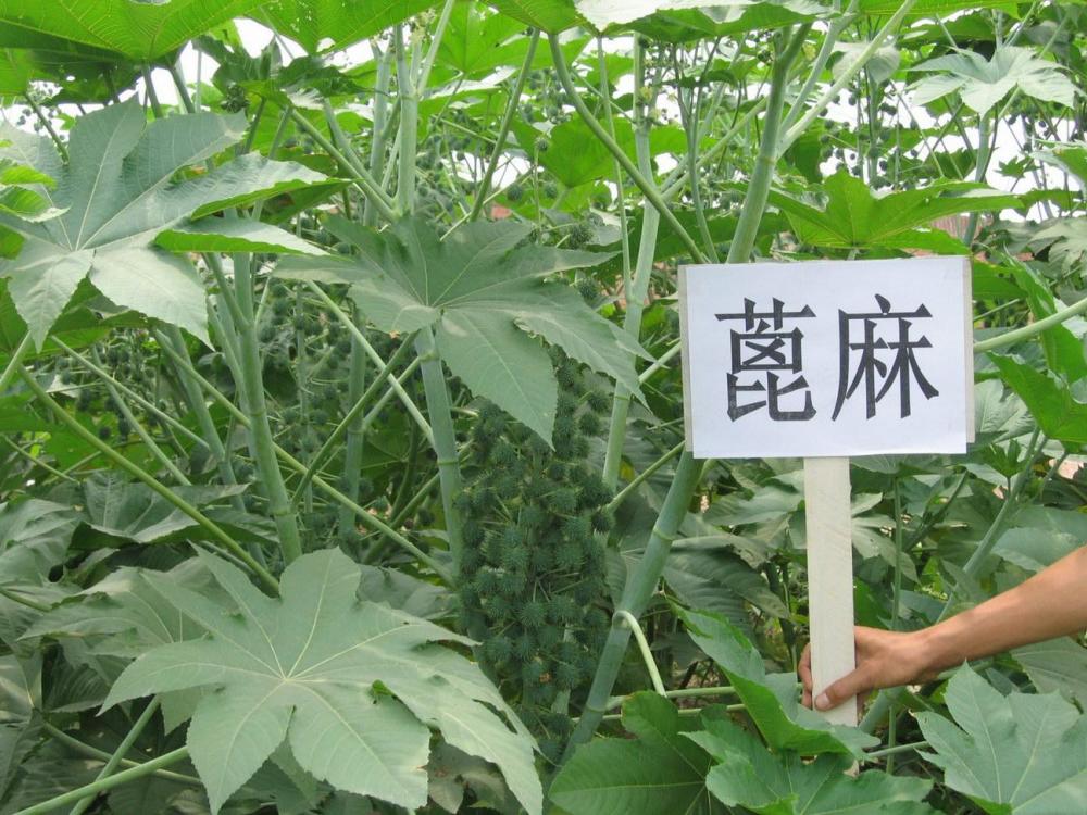 蓖麻油毒性 - 实验室设备网