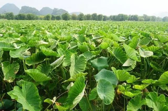 为什么你的芋头产量总比别人差 那是你没注意这些细节 腾讯新闻