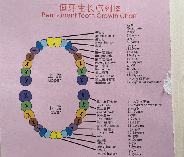 牙齿序号图排号图片