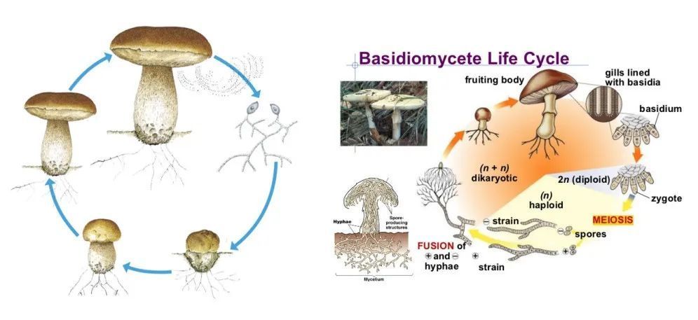 踏青一起去寻那绚丽多彩的蘑菇最全指南请收好